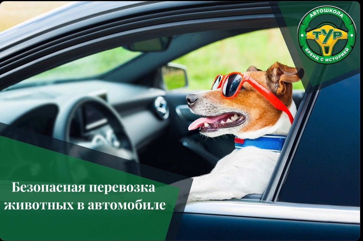 Есть домашние питомцы? Стоит знать, как перевозить своего любимчика!